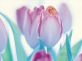 Genio durmiente en hada tulipán púrpura original